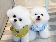 众信犬舍