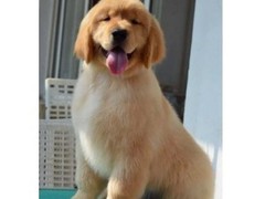 宠爱一生犬舍