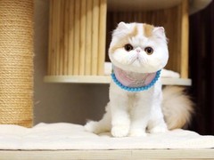 嘉美猫舍