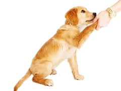 鲁豫犬业