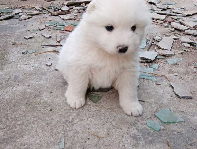 犬舍繁殖基地