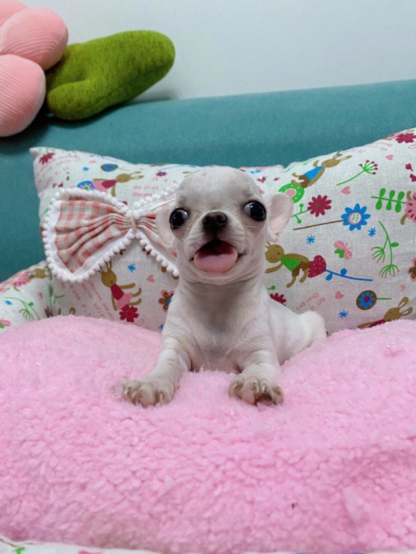 犬舍繁殖基地