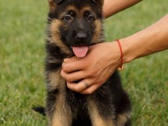 豆豆犬舍