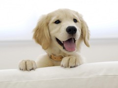 银川巴哥犬领养