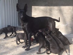 名扬犬业