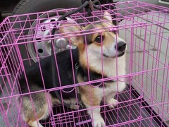 银川宠物空运公司