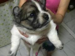 盛诚犬业