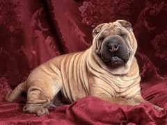 遵义罗得西亚脊背犬