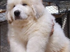 吉祥犬舍