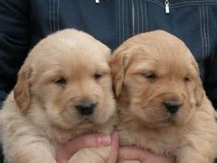 名扬犬业