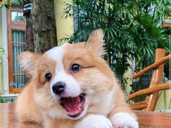 天津哈瓦那犬