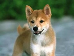 风凌犬业