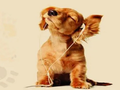 安安犬舍