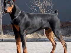豆豆犬舍