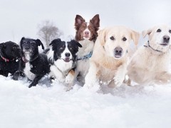 大连切萨皮克海湾寻回犬