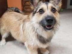 邯郸粗毛柯利犬