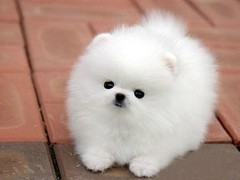 嘉兴弗莱特寻回犬