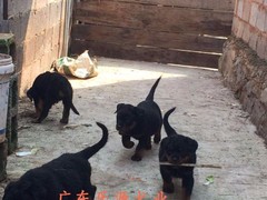 广东退伍兵犬舍