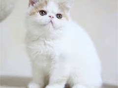 武汉馨馨猫舍
