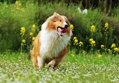 犬舍繁殖基地