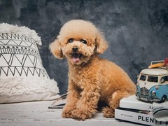 绵阳西施犬