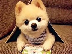 绵阳比格猎犬