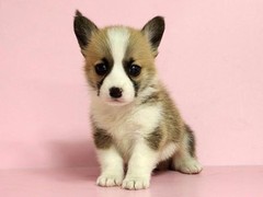 玉龙犬舍