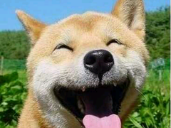 武汉喜喜犬舍