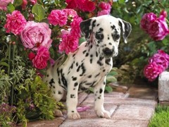 威海西伯利亚雪橇犬