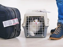 银川宠物空运公司
