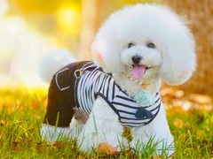 珠海卷毛比雄犬