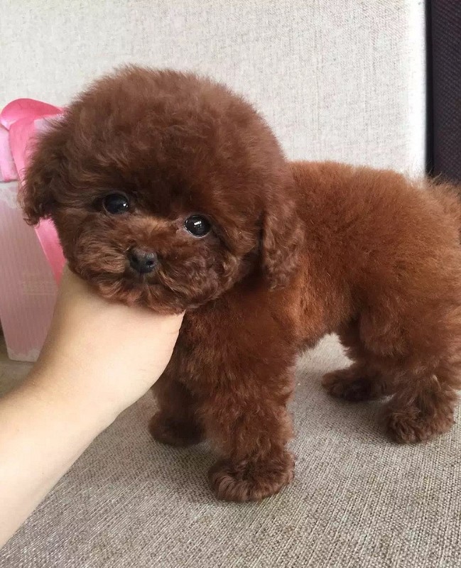 犬舍繁殖基地