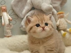 清华猫舍