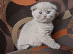 长沙东方猫领养