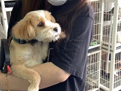 上海虹口区流浪猫狗宠物小动物收养收容救助领养中心基地站