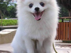 银川小型葡萄牙波登可犬