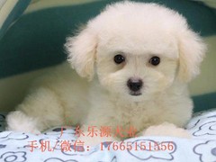 广东退伍兵犬舍