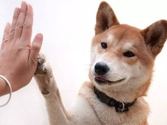 沈阳训犬基地