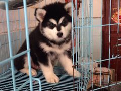 广东真顺犬业