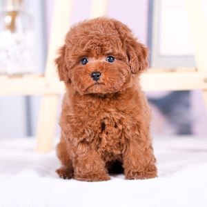 犬舍繁殖基地