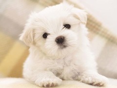兰州北京犬