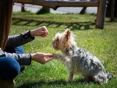 泉州训犬基地