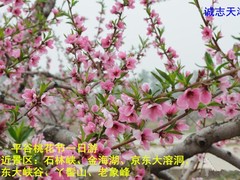 誠志天鴻