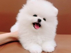 犬舍繁殖基地