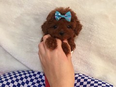 厦门法斗犬价格