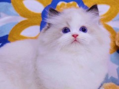 高端萌宠