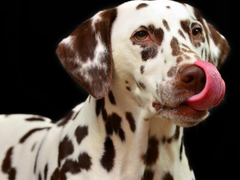 珠海普罗特猎犬