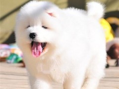 宠爱一生犬舍