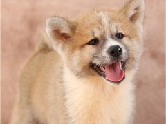 湖州红骨猎浣熊犬
