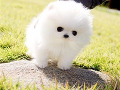 唐山英国玩具犬